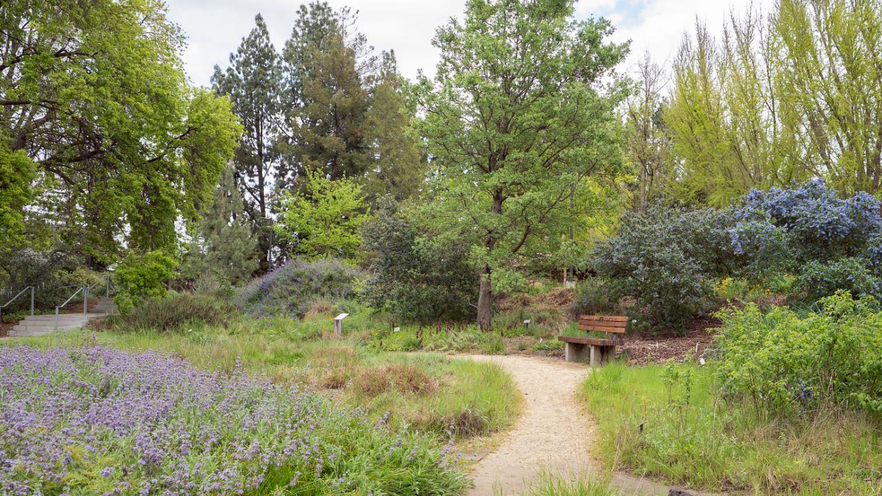 A winding path through spring in the UC Davis Arboretum's Mary Wattis Brown Garden with blooming flowers, a bench and trees under a cloudy sky.