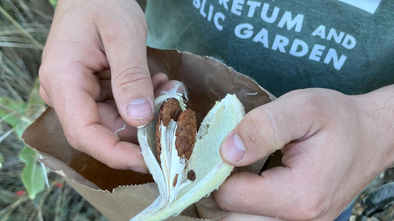 Image of hands opening up a milkweed pod to reveal seeds that are ready to harvest.