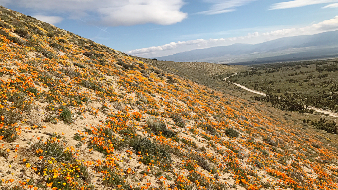 Hill covered in orange poppies