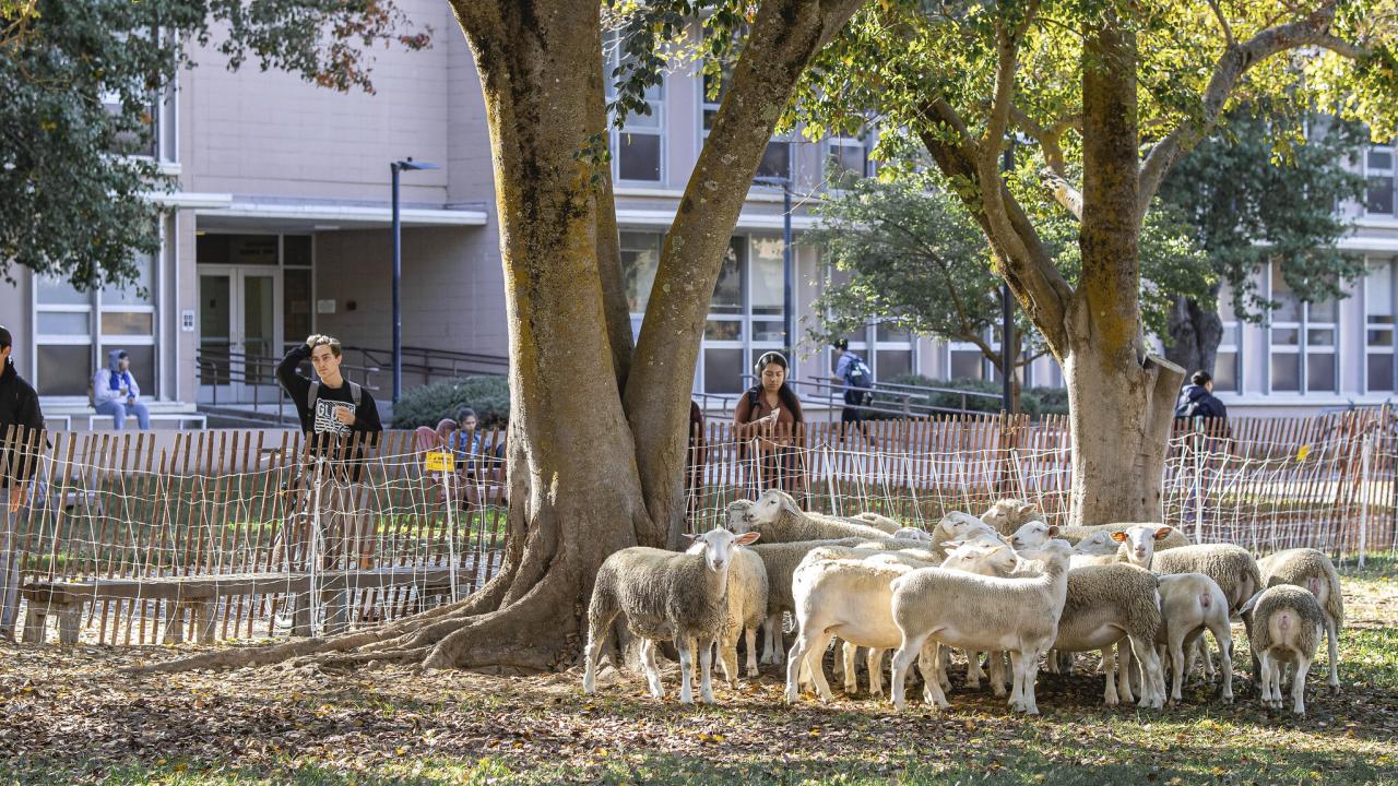 Sheepmowers on UC Davis campus