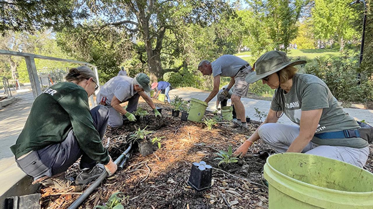 Image of a group of volunteers planting new plants in the UC Davis Arboretum.