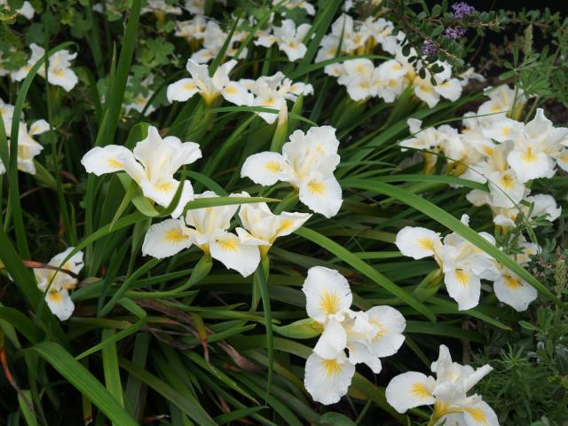 Image of Arboretum All-Star Canyon Snow Iris in the UC Davis Arboretum.