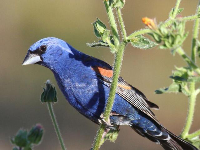 Blue grosbeak at Putah Creek Riparian Reserve.