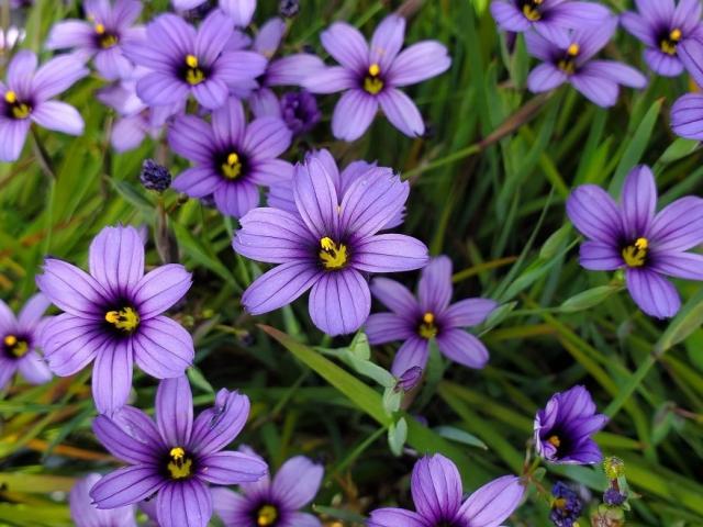 California blue-eyed grass