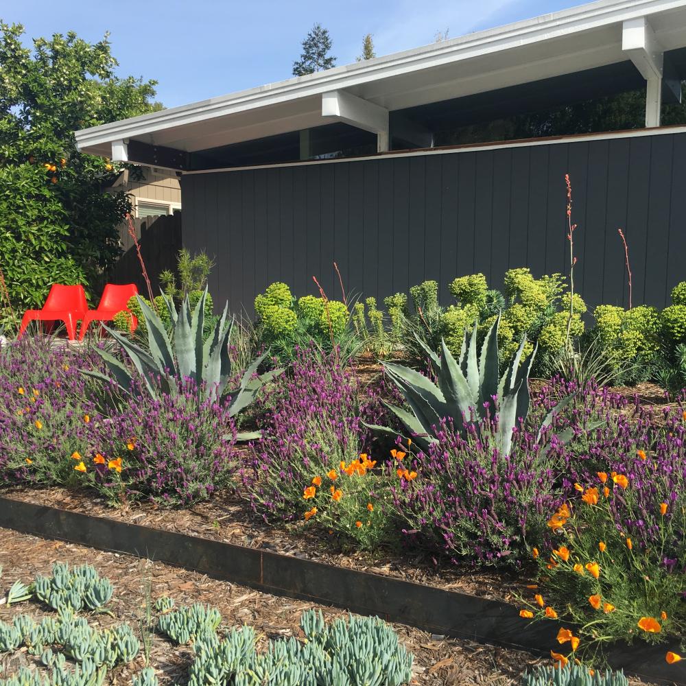 Image of Haven Kier's lawn-free front yard.