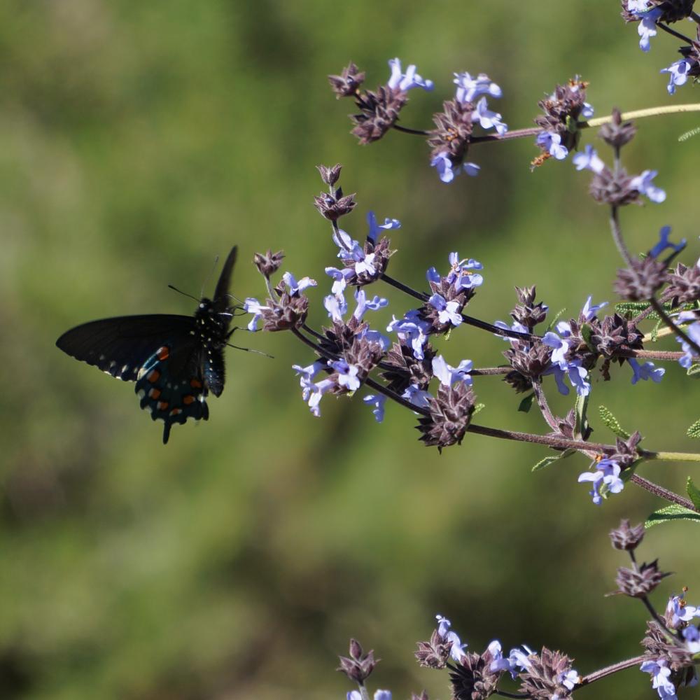 Image of pipevine swallowtail butterfly on Salvia. 