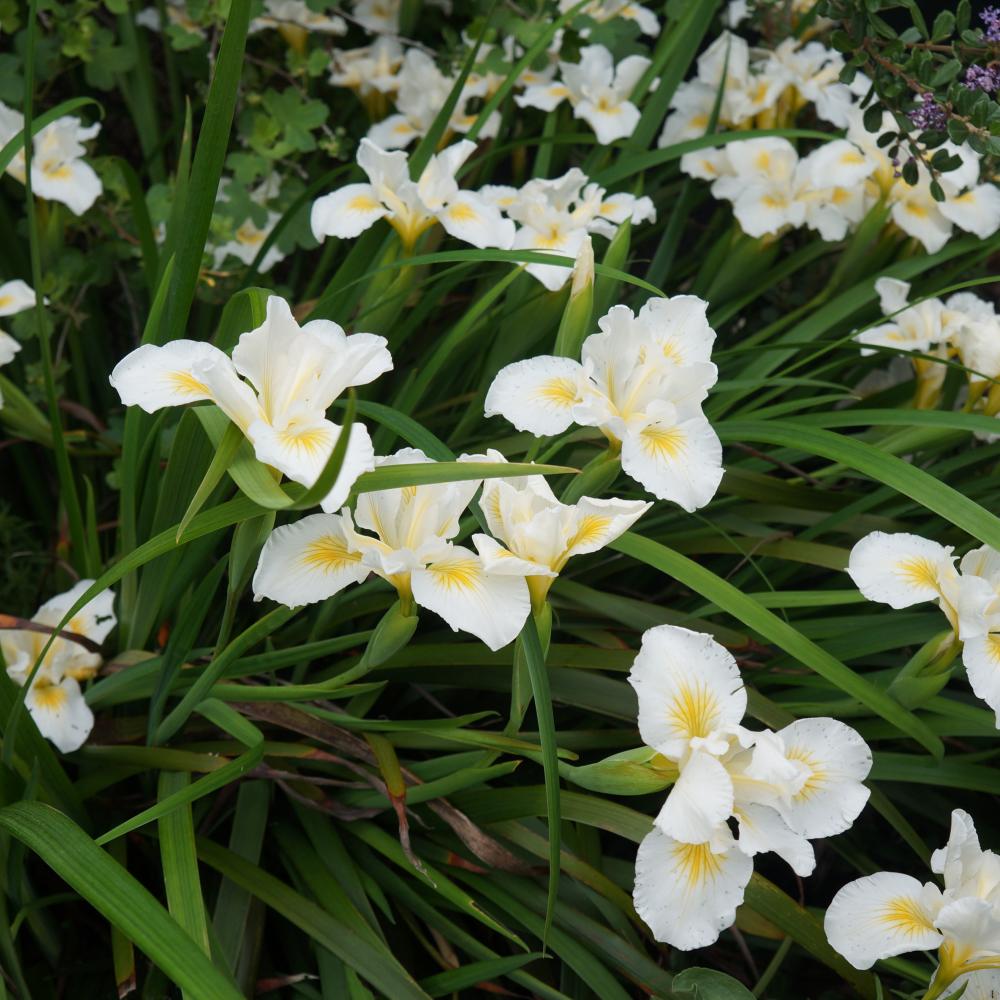 Image of Arboretum All-Star Canyon Snow Iris in the UC Davis Arboretum.