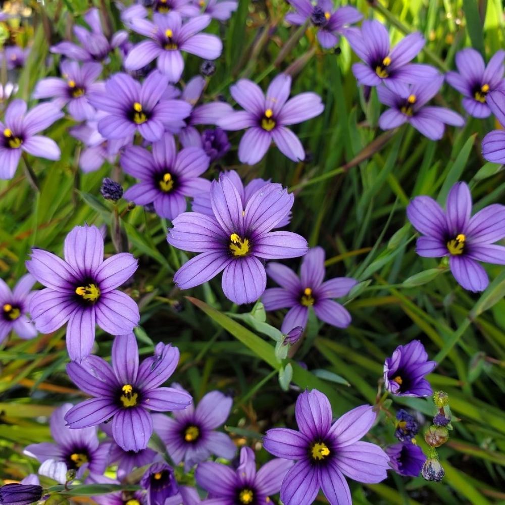 California blue-eyed grass