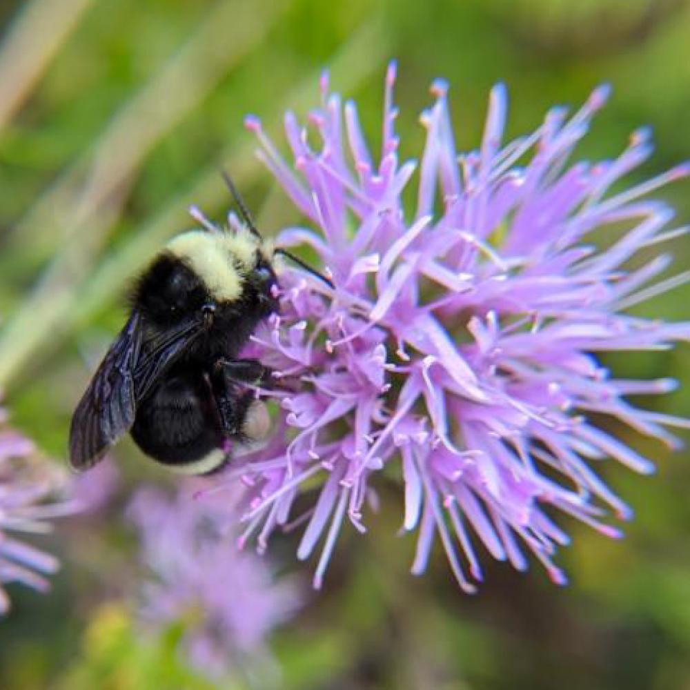 bee on a flower.