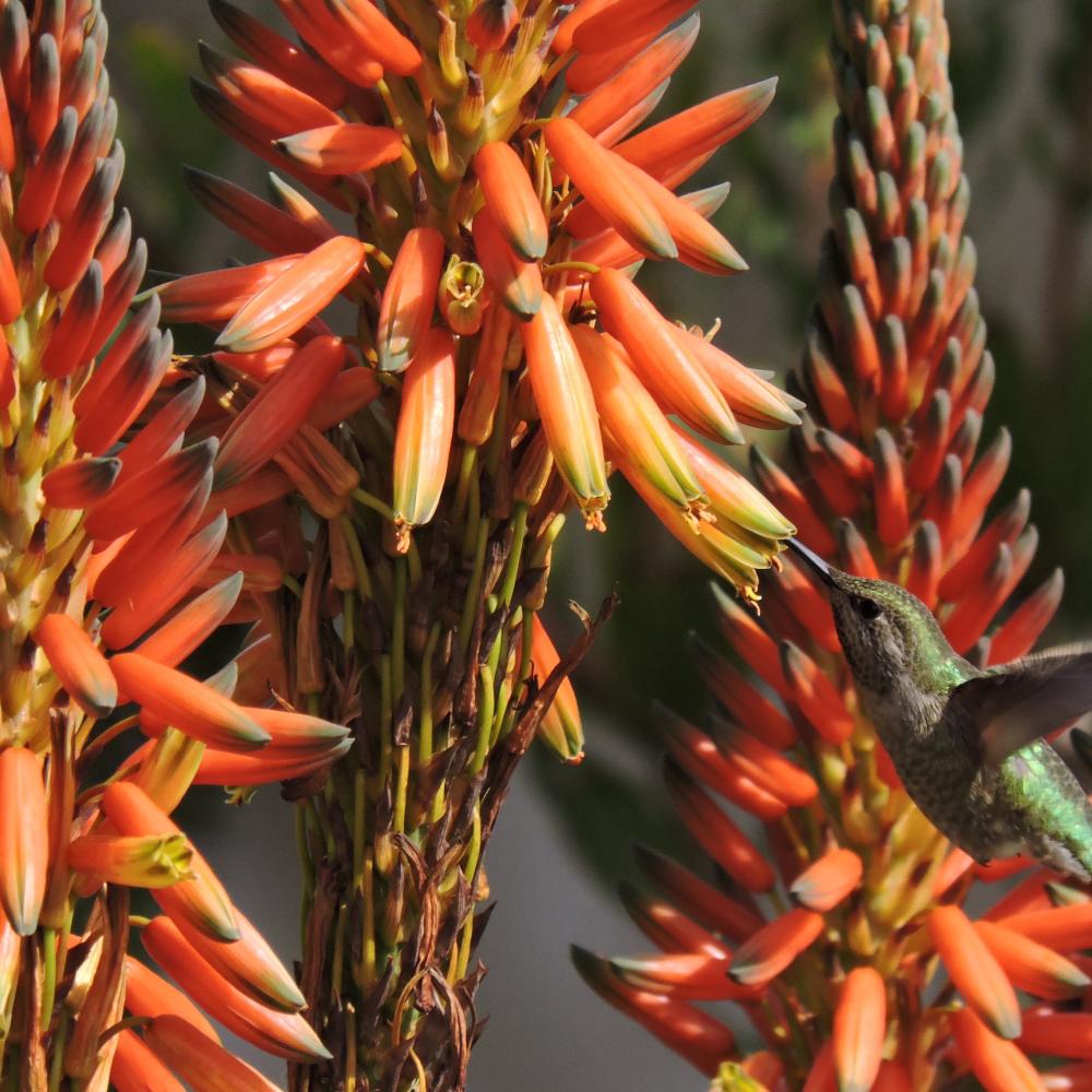 Hummingbird enjoys spider aloe