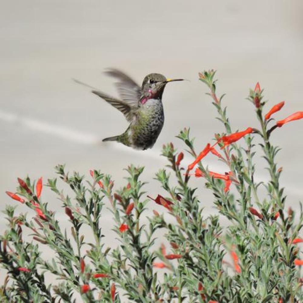 Hummingbird