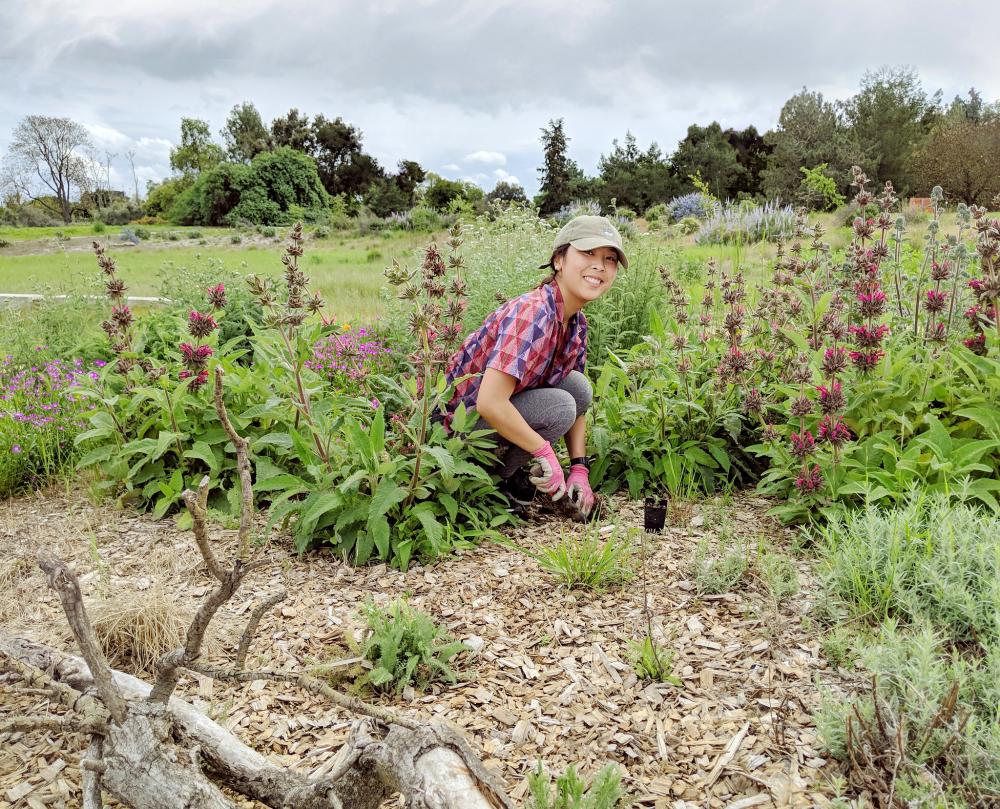 Student among hummingbird sage