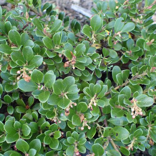 Arctostaphylos