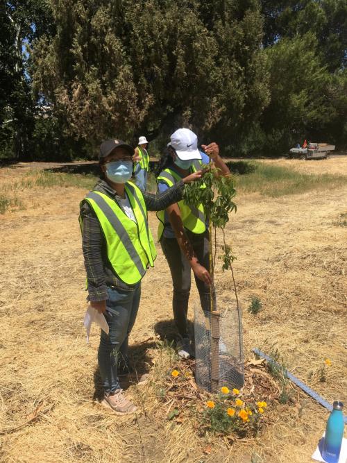 Arboretum interns monitor trial trees