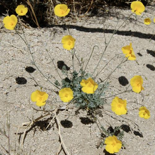 Eschscholzia androuxii from Joshua Tree National Park