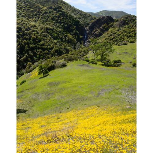 Eschscholzia caespitosa on Zim Zim Falls Trail in Napa County.