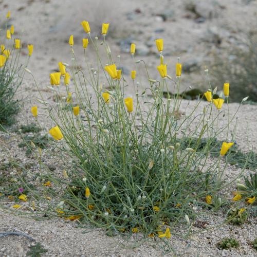 Eschscholzia papastillii from Joshua Tree National Park.