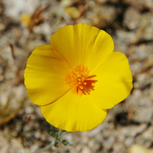 The iconic California poppy (Eschscholzia californica).