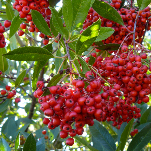 Toyon