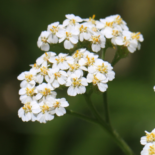Yarrow