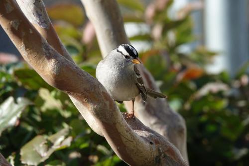 Image of a white-crowned sparrow.