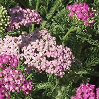 island pink yarrow