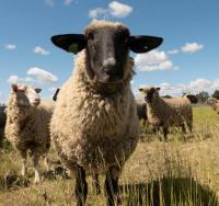 Image of suffolk sheep mower.