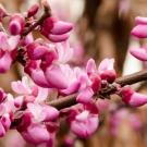 Warren G. Roberts Redbud Collection