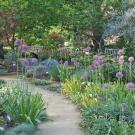 Image of the UC Davis Arboretum Ruth Risdon Storer Garden in spring with giant purple alliums blooming.