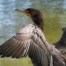 Image of cormorant sunning its wings on the UC Davis Arboretum Waterway.