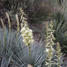 Image of flora at the Southwest US and Mexican Collection in the UC Davis Arboretum.