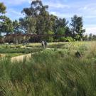 Image of the UC Davis Arboretum GATEway Garden.