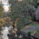 Image of the UC Davis Arboretum Foothill Collection.