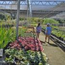 Image of UC Davis Arboretum Teaching Nursery.