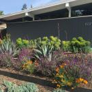 Image of Haven Kier's lawn-free front yard.
