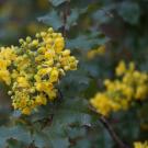 Image of Arboretum All-Star plant, Oregon grape.