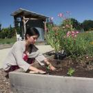 Girl in pink dress tending to plant bed. 