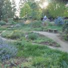 Image of the original California lawn demonstration garden in the UC Davis Arboretum's Mary Wattis Brown Garden of California native plants.