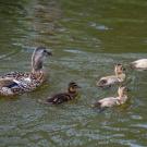 Image of female duck with brood in the UC Davis Arboretum Waterway.