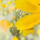 close up of bee on a yellow flower