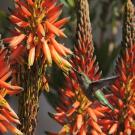 A hummingbird visits a spider aloe