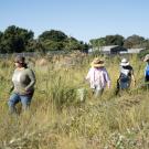 California Native Plant Meadow