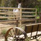 Image of the Animal Science GATEway Garden in the UC Davis Arboretum.