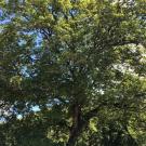 Photo of Bigtooth Maple.