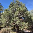 Photo of Juniperus deppeana.