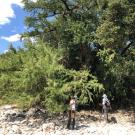 Photo of Taxodium distichum.