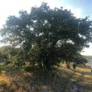 Photo of Quercus marilandica var. ashei.