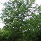 Photo of Ulmus crassifolia.