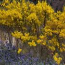 Snowy River wattle