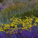 Moonshine yarrow.
